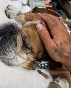 Roscoe, el bulldog de Hamilton, luchando por su vida tras un paro cardiaco, mientras el piloto lo acompaña durante su recuperación