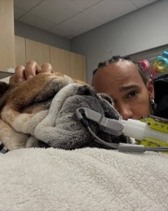 Lewis Hamilton junto a su inseparable bulldog Roscoe, quien es la razón por la que el piloto pausó sus compromisos con Ferrari