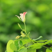 Impulsa Gobierno de Tabasco la plantación de semillas nativas olvidadas