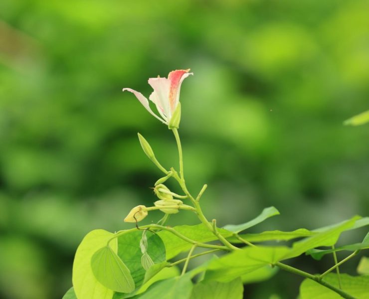 Impulsa Gobierno de Tabasco la plantación de semillas nativas olvidadas