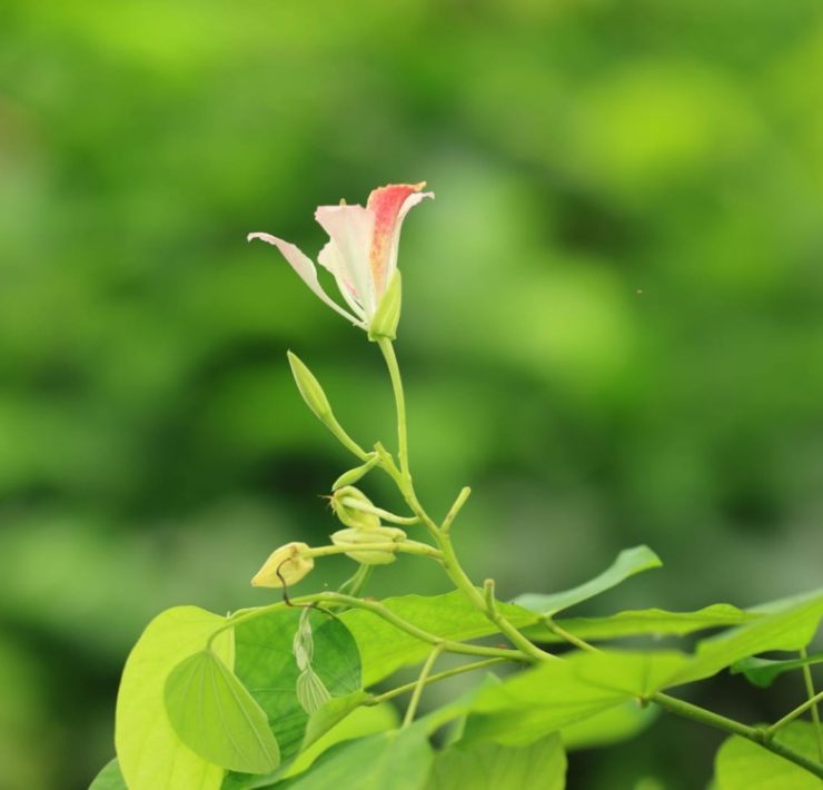 Impulsa Gobierno de Tabasco la plantación de semillas nativas olvidadas
