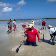 Reverdece la costa: Yucatán lanza plan de reforestación de manglares