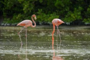 Gobierno del Renacimiento Maya y sector privado consolidan al puerto como referente del ecoturismo en Yucatán