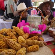 Clara Brugada impulsa rescate del maíz nativo con Feria de la Agrobiodiversidad en CDMX