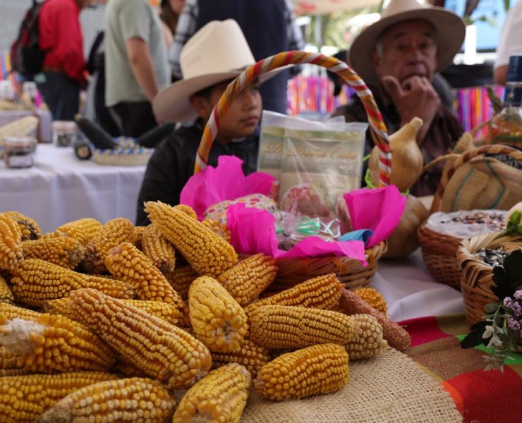 Clara Brugada impulsa rescate del maíz nativo con Feria de la Agrobiodiversidad en CDMX