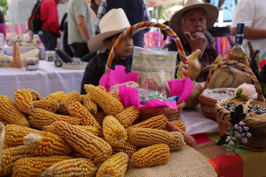 Clara Brugada impulsa rescate del maíz nativo con Feria de la Agrobiodiversidad en CDMX