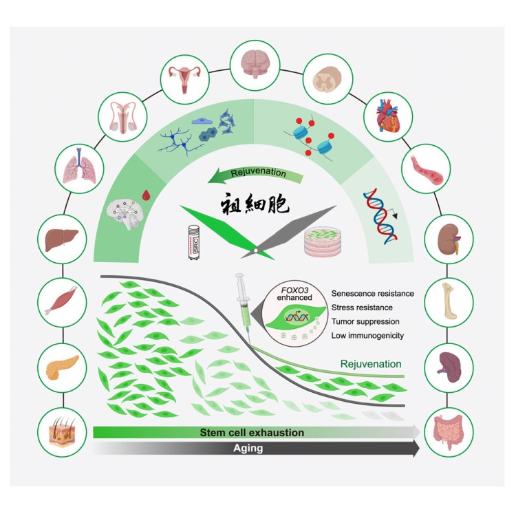 El papel de las células madre: los albañiles del cuerpo