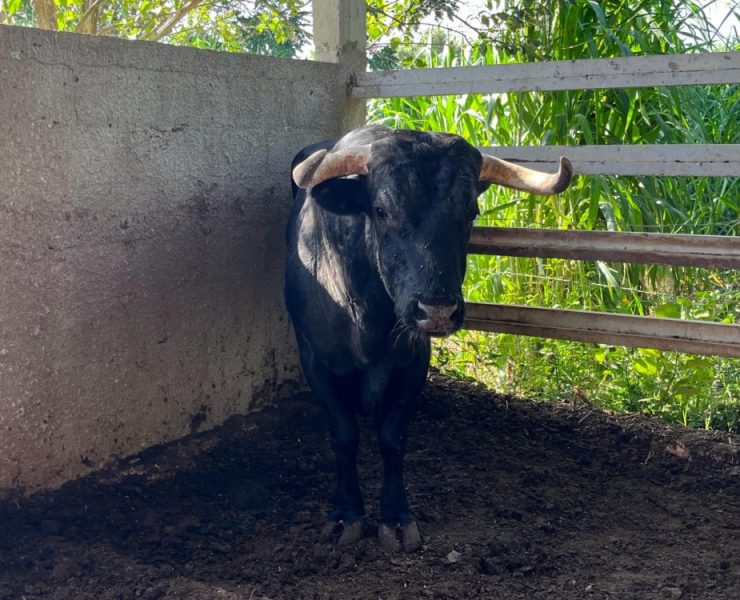 ¡Alerta Sanitaria! ante el repunte de casos de gusano barrenador en Yucatán