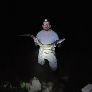 Así salvaron a la tortuga carey de un cocodrilo en Yucatán