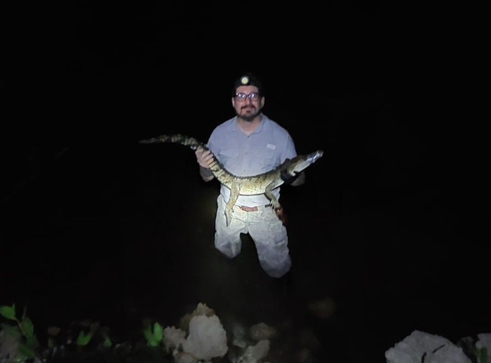 Así salvaron a la tortuga carey de un cocodrilo en Yucatán