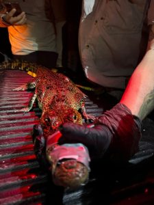 La intervención se llevó a cabo debido a la presencia del reptil en un punto cercano al campamento tortuguero “Playa Tortuguitas”