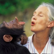 Fallece "La Amiga de los chimpancés" a los 91 años de edad