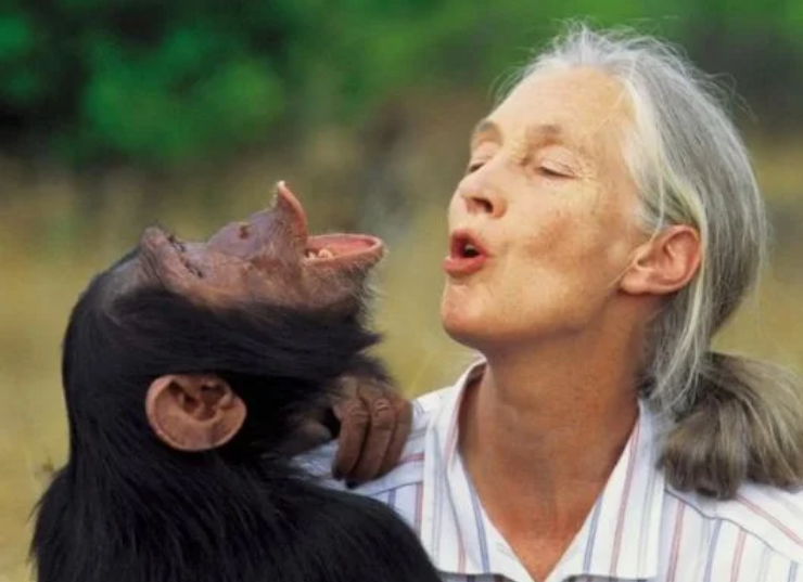 Fallece "La Amiga de los chimpancés" a los 91 años de edad