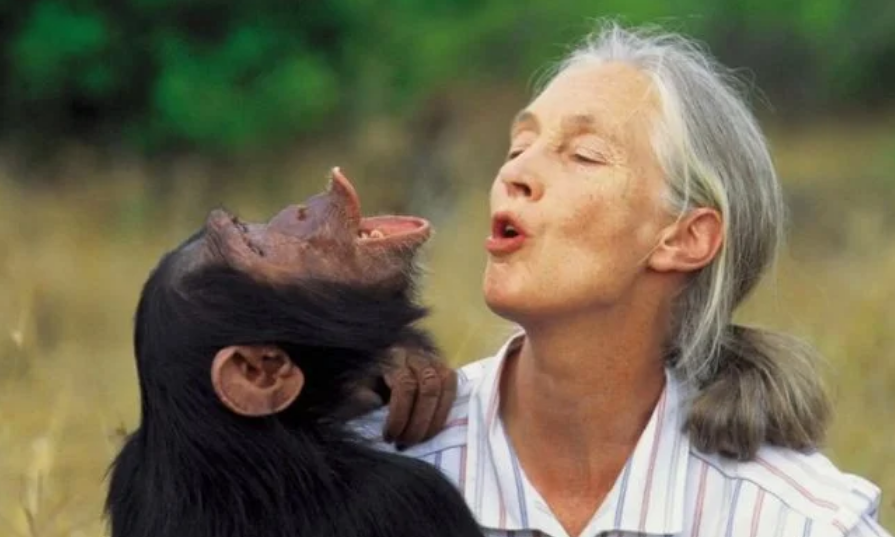 Fallece "La Amiga de los chimpancés" a los 91 años de edad