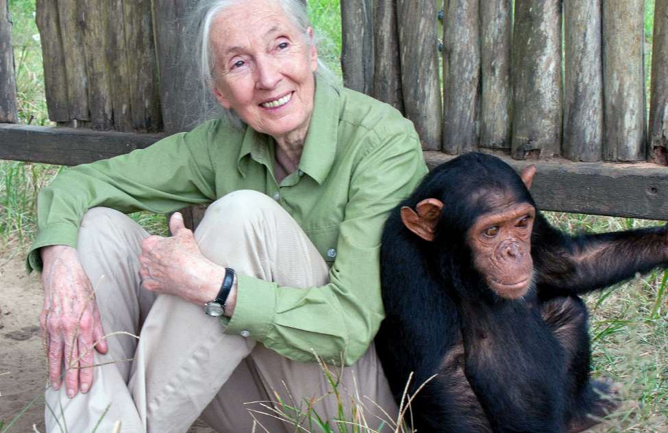 Fallece "La Amiga de los chimpancés": una pionera que cambió la historia