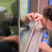 Habló con un mono usando lenguaje de señas y el momento se volvió viral