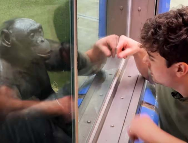Habló con un mono usando lenguaje de señas y el momento se volvió viral