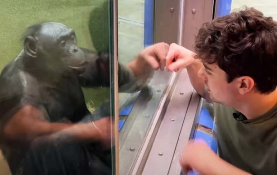 Habló con un mono usando lenguaje de señas y el momento se volvió viral