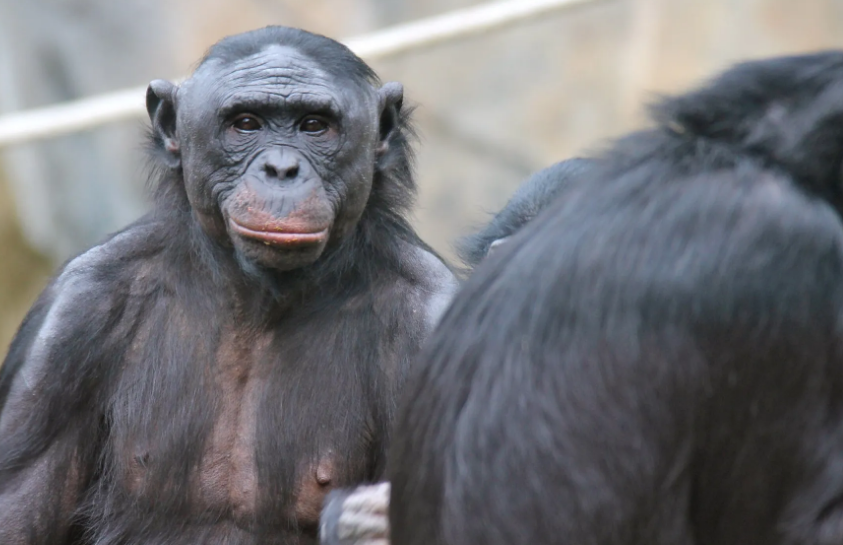 Composicionalidad: la base del lenguaje compartida con bonobos
