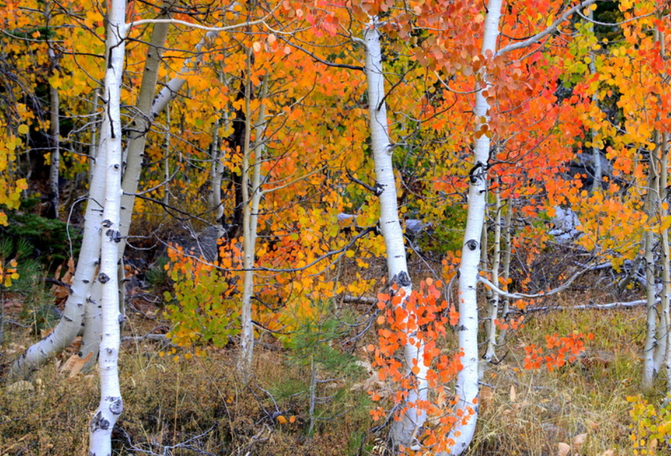 Aparecen nuevos árboles en Yellowstone: claves de una restauración inesperada