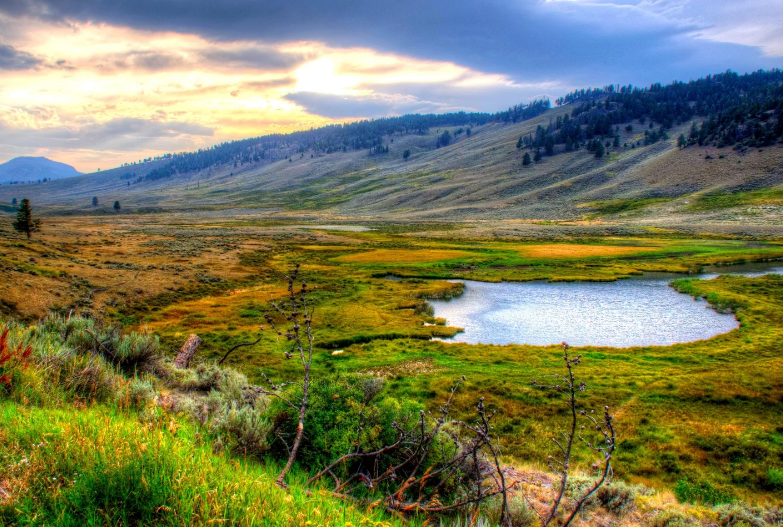 Aparecen nuevos árboles en Yellowstone: claves de una restauración inesperada