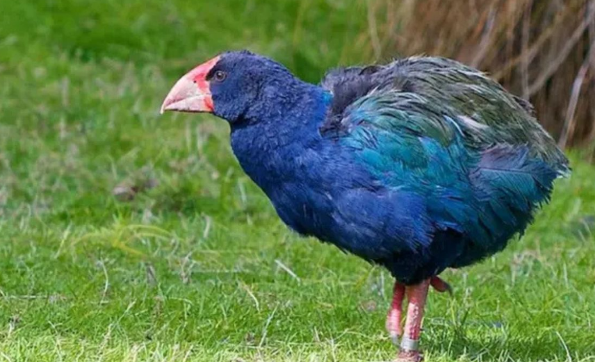 Ave prehistórica regresa al mundo: ¿cómo lo lograron?