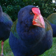 Ave prehistórica regresa al mundo, se creía extinta pero demostró lo contrario