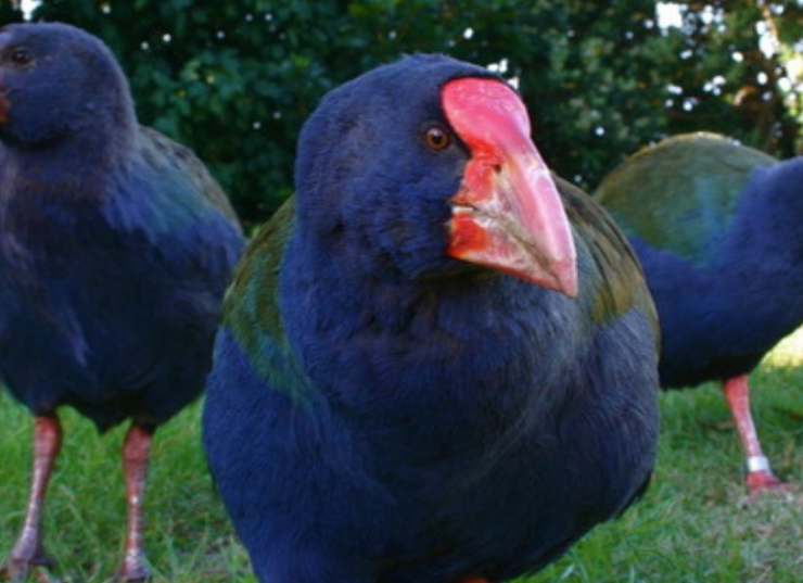 Ave prehistórica regresa al mundo, se creía extinta pero demostró lo contrario