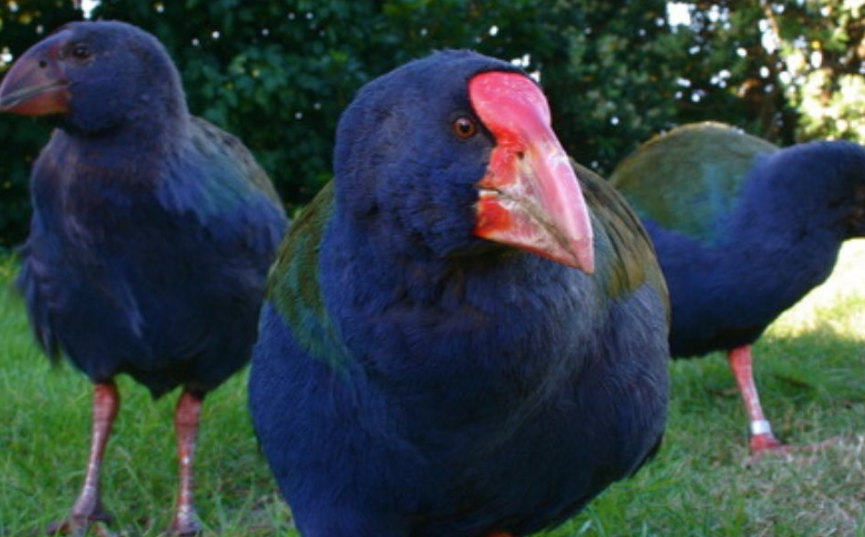 Ave prehistórica regresa al mundo, se creía extinta pero demostró lo contrario