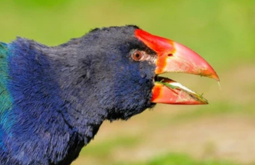 Reapariciones sorprendentes en el reino animal