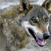 Encuentran Híbrido de lobo en Grecia, es la primera vez que se encuentran un espécimen así
