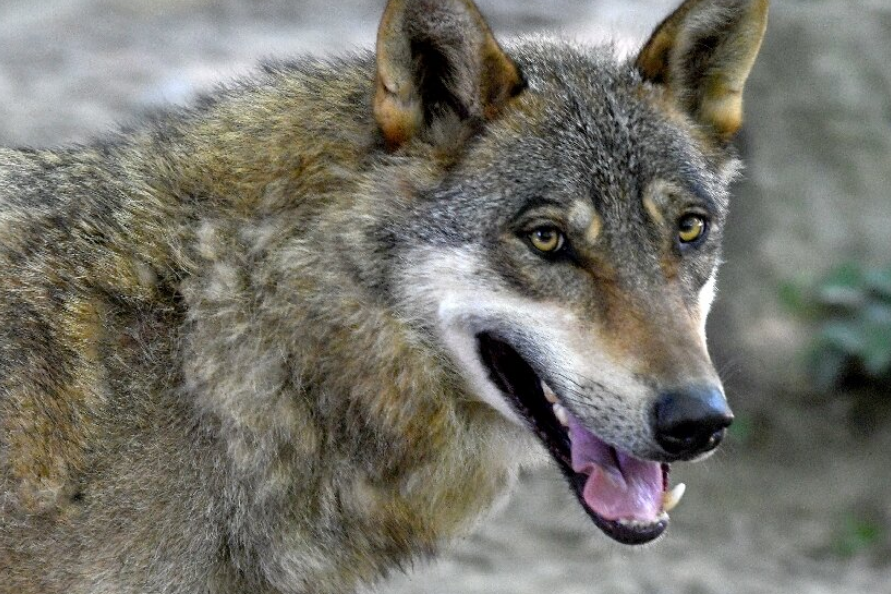 Encuentran Híbrido de lobo en Grecia, es la primera vez que se encuentran un espécimen así