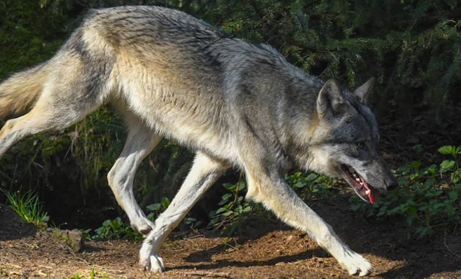 ¿Qué significa este hallazgo para la genética canina?