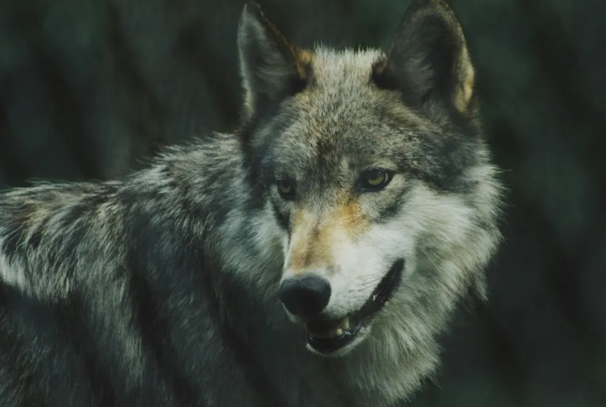 Híbridos en el mundo: ¿Un fenómeno global?