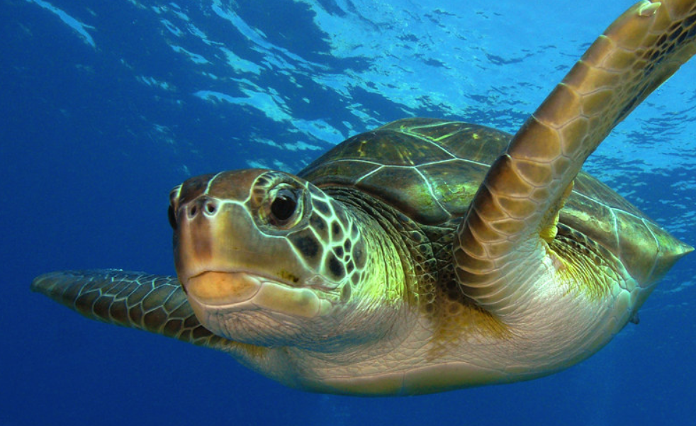 La tortuga verde sale de peligro de extinción: Un caso ejemplar de conservación