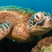 La tortuga verde sale de peligro de extinción alegrando a los biólogos