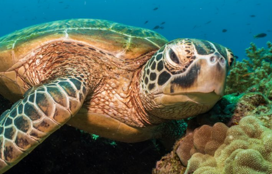 La tortuga verde sale de peligro de extinción alegrando a los biólogos