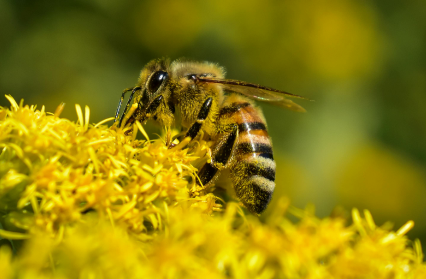 Resultados: ¿La radiación móvil daña a las abejas?