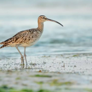 Se declara extinta a un ave migratoria y el mundo reacciona