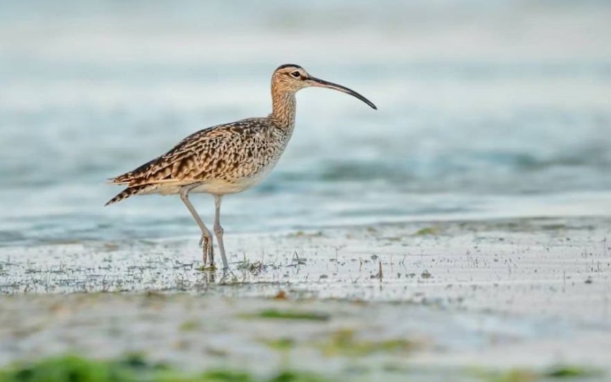 Se declara extinta a un ave migratoria y el mundo reacciona