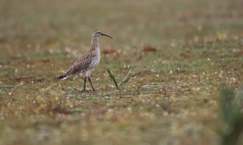 Impacto ecológico: más allá del zarapito de pico fino