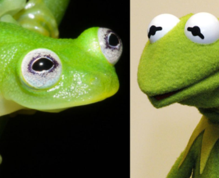 Descubren Nueva especie de rana la cual es idéntica a la "Rana René"