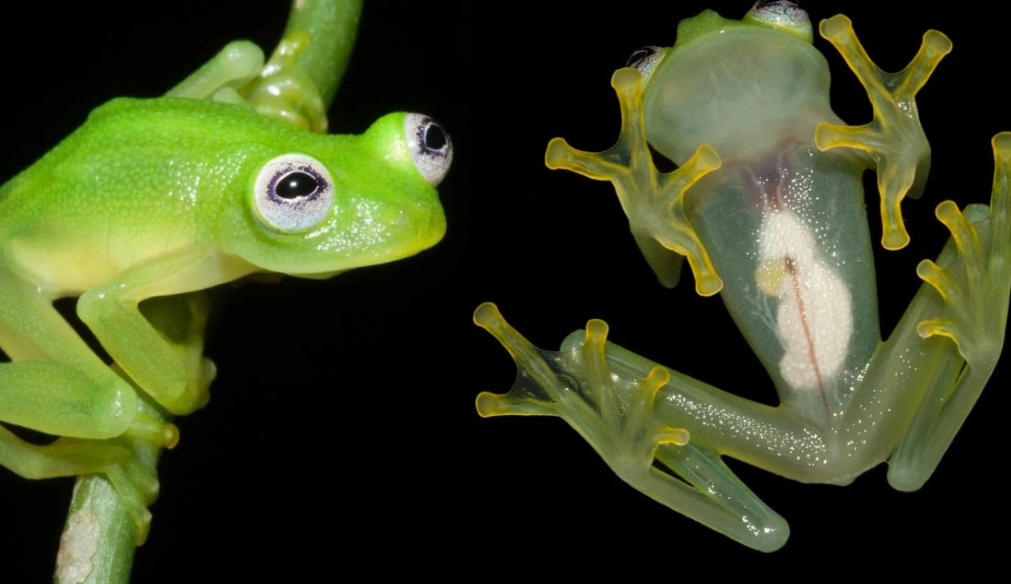 Características extraordinarias de la rana René tropical