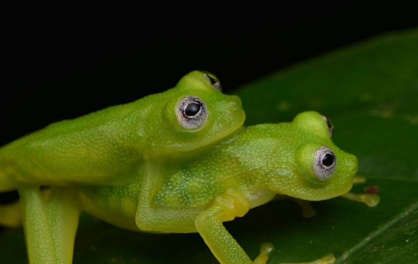 ¿Dónde vive esta rana de cristal?