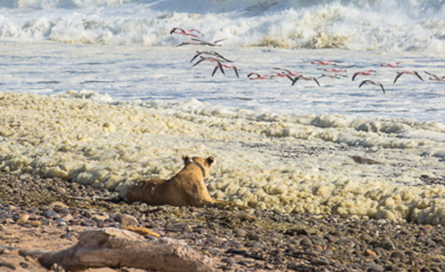 Leones se mudan a la playa y son los primeros en el mundo que lo hacen