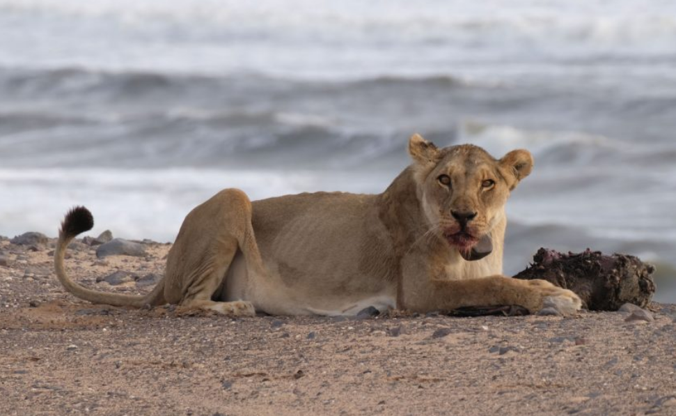 Leones cazando focas: adaptación extrema en la costa