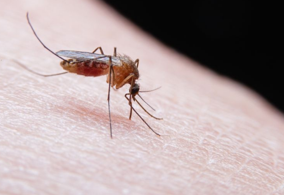 Los mosquitos llegan a Islandia y podrían quedarse