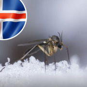 Los mosquitos llegan a Islandia por primera vez en la historia