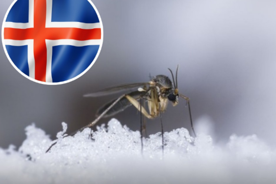 Los mosquitos llegan a Islandia por primera vez en la historia