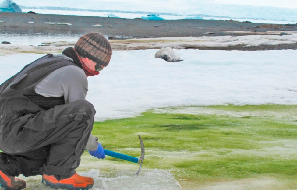 La expansión acelerada de plantas en la Antártida